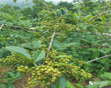 昭通青花椒:打造高原特色农业新体系,助农致富新“椒”傲!