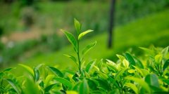 用科技助力白茶溯源——2022年福鼎白茶大数据溯源平台正式启用!
